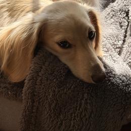 Hanna - Dachshund