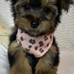 Shihpoos, Yorkipoos, and Yorkshire Terriers from Taylor’s Yorkshire
