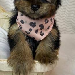 Shihpoos, Yorkipoos, and Yorkshire Terriers from Taylor’s Yorkshire