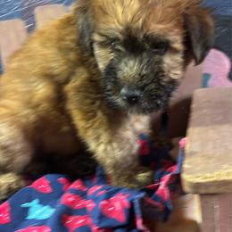 Miguel - Wheaten male Soft Coated Wheaten Terrier puppy in Gladewater, Texas from Felicias Swheaties