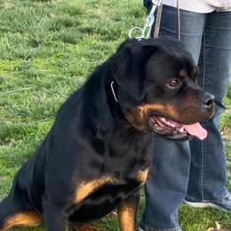 RAIN - Rottweiler