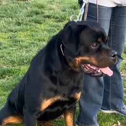 RAIN - Rottweiler