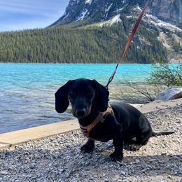 Dachshund All Grown Up from Ruff n’ Tumble