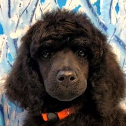 Firefly - Blue Poodle puppy in Madera, California from Tri Star Standard Poodles