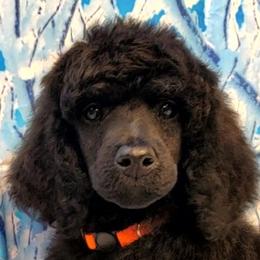 Firefly - Blue Poodle puppy in Madera, California from Tri Star Standard Poodles