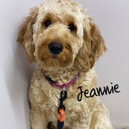 Jeannie - Goldendoodle