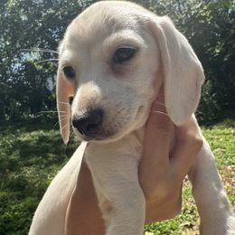 Flash - Cream Dachshund puppy in Knoxville, Tennessee from East TN Dachshunds