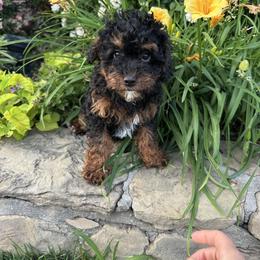 Prince - Blenheim male Cavapoo puppy in Quitman, Texas from Wright Doodles