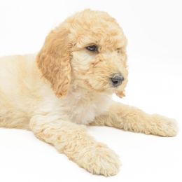 Poodle Puppies from DoodleHaven