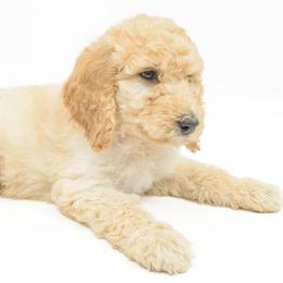 Poodle Puppies from DoodleHaven