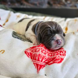 Donner - White and gray male Newfoundland puppy in Ohio from Vermillion Newfoundlands