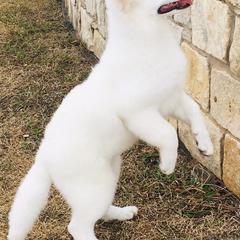 Berger Blanc Suisses from Perla Ice White Swiss Shepherds