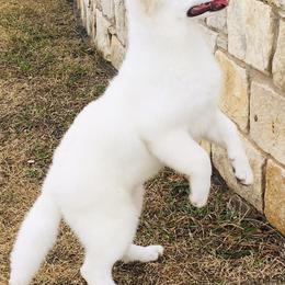 Berger Blanc Suisses from Perla Ice White Swiss Shepherds