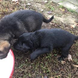 German Shepherd Puppies from Von Fousthaus GSDogs