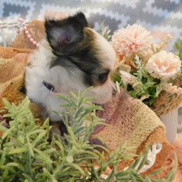 Chihuahua Puppies from Fine Whines & Lickers