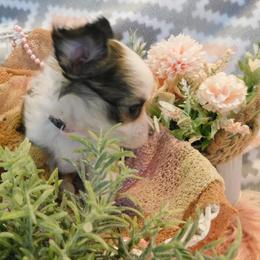 Chihuahua Puppies from Fine Whines & Lickers