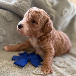 Theo - Red  male Goldendoodle puppy in Sacramento, California from GoldenDoodle Love