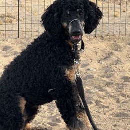 Teddy - Phantom male Poodle puppy in Cool, California from Foothill Aussies