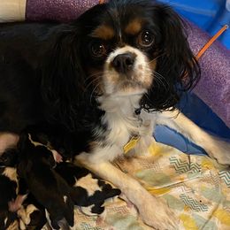 Cavachons and Cavalier King Charles Spaniels from Terrie’s Cavalier’s