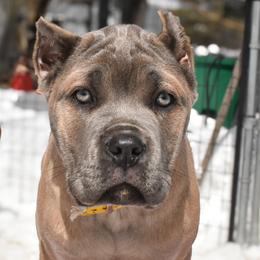 Yellow - Gray and fawn female Cane Corso puppy in Sault Ste Marie, Michigan from Willow Creek Cane Corsos