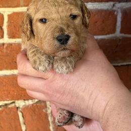 Miss Kay - Cream female Poodle puppy in Fairfield, North Carolina from Leaning T Ranch