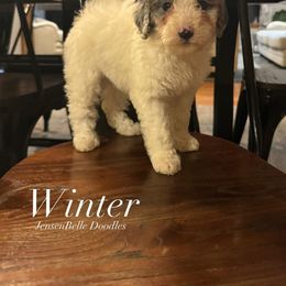 Bernedoodle, Goldendoodle, and Poodle Puppies from JensenBelle Doodles