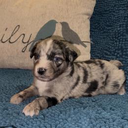 Frost - Blue merle male Australian Shepherd puppy in Piedmont, Oklahoma from HeartDriven Aussies