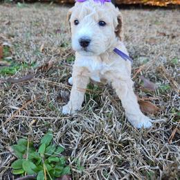 Pearl - Cream female Goldendoodle puppy in Harlem, Georgia from Ivey's Poodles & Doodles