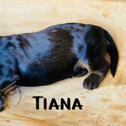 Goldendoodle Puppies from Stoney Creek Doodles