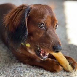 Dachshunds from Mountain Thyme Homestead