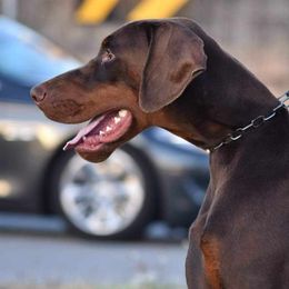 Boy 3 - Red and rust male Doberman Pinscher puppy in Chagrin Falls, Ohio from Schloss Velburg Dobermanns