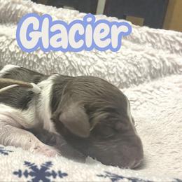 Glacier - Parti male Goldendoodle puppy in Ellenburg Center, New York from Kristin's Puppies