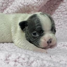 Periwinkle - Blue female Boston Terrier puppy in Brazos Point, Texas from TX Southern Belle Bostons