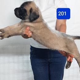 AKC PUP 201 - Fawn male Mastiff puppy in Ava, Missouri from Ozark Mountain Mastiffs