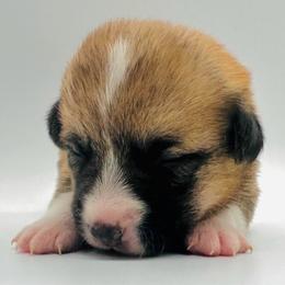 Arwen - Red female Pembroke Welsh Corgi puppy in Aumsville, Oregon from West Coast Corgi