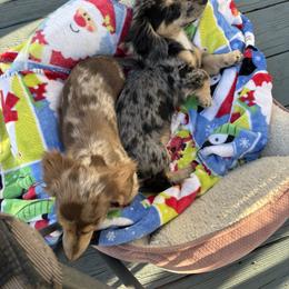 Dachshund Puppies from Renee's Dachshund's