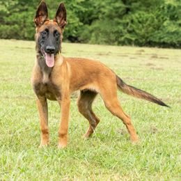 KRANKONE - Mahogany male Belgian Malinois puppy in Paragould, Arkansas from DANGER CLOSE MALINOIS