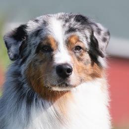 Tater - Australian Shepherd