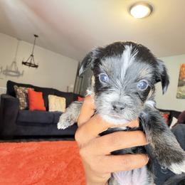Shorkie Puppies from Sharlena Henderson