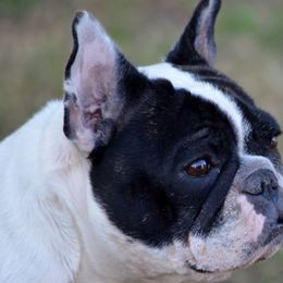 Bulldogs and French Bulldogs from Skyline French Bulldogs