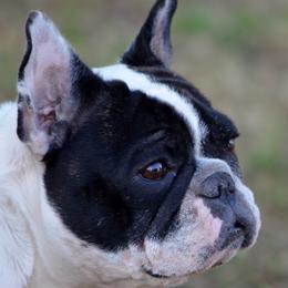 Bulldogs and French Bulldogs from Skyline French Bulldogs