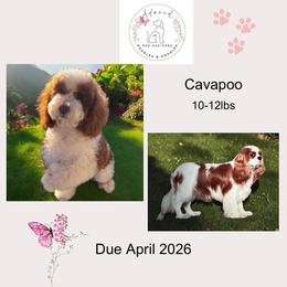 Cavapoo puppies from Adored Poodle & Doodles