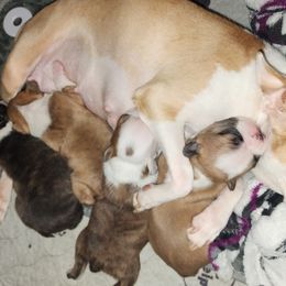 Boston Terrier puppies from Peachy Keen Bostons and Frenchies