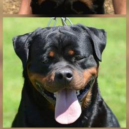 Rottweiler puppies from HAUS OF RZA