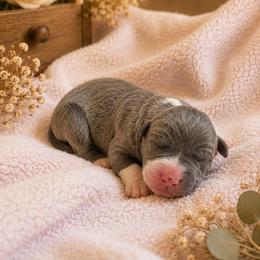 Arwen - Blue female Great Dane puppy in Citra, Florida from AEW Farm