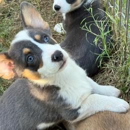 Supergirl - Blue female Pembroke Welsh Corgi puppy in Millsap, Texas from Punchy Pembroke Ranch