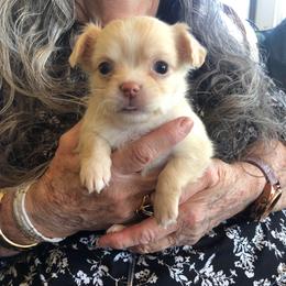 Kathy Bates - Fawn and white female Chihuahua puppy in Amelia, Virginia from Pannell’s Precious Pups