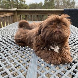 Sassy - Shih Tzu