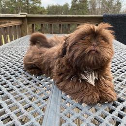 Sassy - Shih Tzu