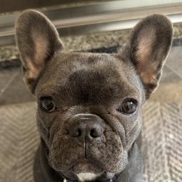Lilah - French Bulldog